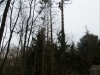 Baumfällungen in extremen Lagen und großen Höhen