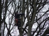 Besteigung des Baumes mit Professioneller Sicherungstechnik